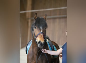Freiberger, Stute, 9 Jahre, 157 cm, Dunkelbrauner