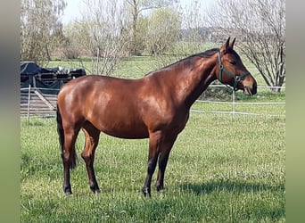 Freiberger Mix, Stute, 9 Jahre, 160 cm, Brauner