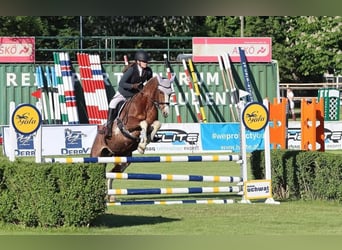 Freiberger, Stute, 9 Jahre, 160 cm, Dunkelfuchs
