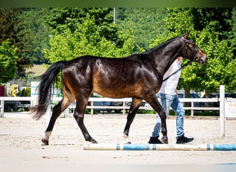 Freiberger, Valack, 3 år, 156 cm, Mörkbrun