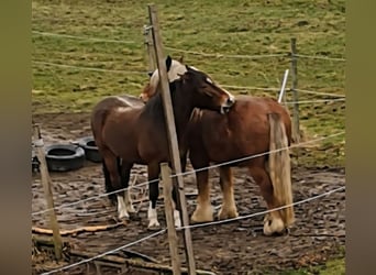 Freiberger, Wałach, 12 lat, 155 cm, Gniada