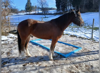 Freiberger, Wałach, 12 lat, 155 cm, Gniada