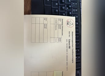 Freiberger, Wałach, 2 lat, 160 cm, Siwa