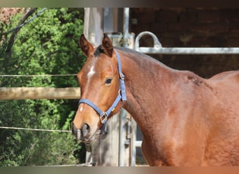 Freiberger, Wałach, 2 lat, 160 cm, Siwa