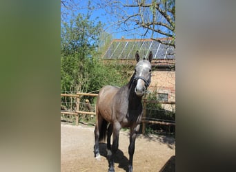 Freiberger, Wałach, 2 lat, 160 cm, Siwa