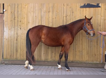 Freiberger, Wałach, 2 lat, 160 cm, Siwa