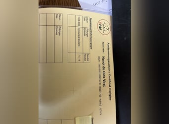 Freiberger, Wałach, 2 lat, 160 cm, Siwa