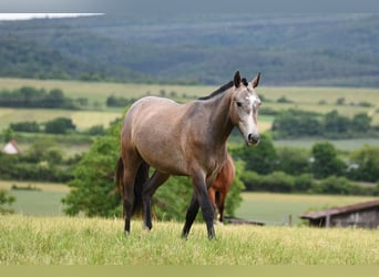 Freiberger, Wałach, 2 lat, 160 cm, Siwa