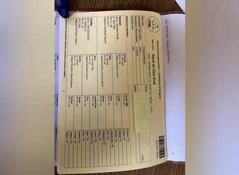 Freiberger, Wałach, 2 lat, 160 cm, Siwa