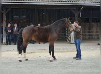 Freiberger, Wałach, 3 lat, 157 cm, Ciemnogniada