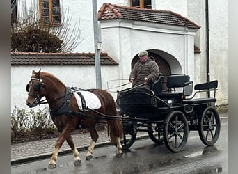 Freiberger, Wałach, 3 lat, 157 cm, Ciemnokasztanowata