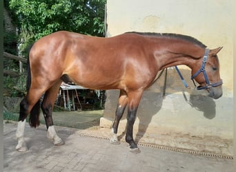 Freiberger, Wałach, 3 lat, 157 cm, Gniada