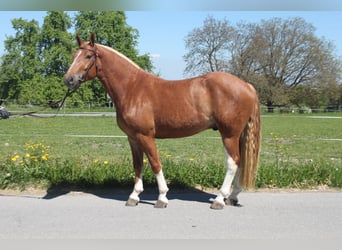 Freiberger, Wałach, 3 lat, 158 cm, Kasztanowata