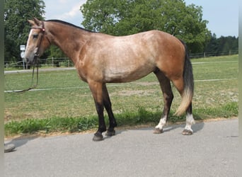 Freiberger, Wałach, 3 lat, 158 cm, Może być siwy
