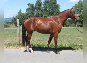 Freiberger, Wałach, 3 lat, 159 cm, Gniada