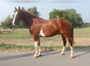 Freiberger, Wałach, 3 lat, 162 cm, Kasztanowata