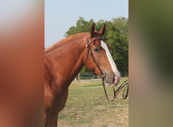 Freiberger, Wałach, 3 lat, 162 cm, Kasztanowata