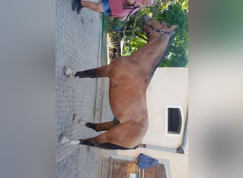 Freiberger, Wałach, 3 lat, 163 cm, Gniada
