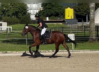 Freiberger, Wałach, 4 lat, 160 cm, Ciemnogniada