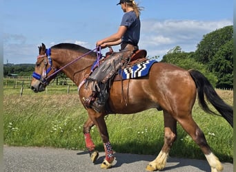 Freiberger, Wałach, 5 lat, 155 cm, Gniada
