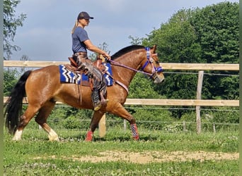 Freiberger, Wałach, 5 lat, 155 cm, Gniada