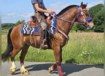 Freiberger, Wałach, 5 lat, 155 cm, Gniada