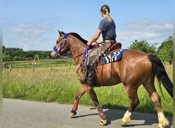 Freiberger, Wałach, 5 lat, 155 cm, Gniada