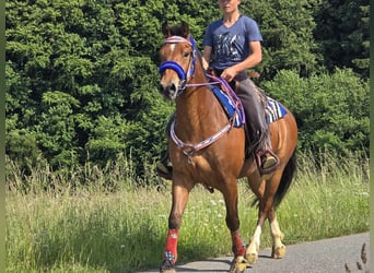 Freiberger, Wałach, 5 lat, 155 cm, Gniada