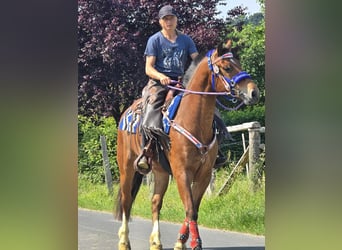 Freiberger, Wałach, 5 lat, 155 cm, Gniada