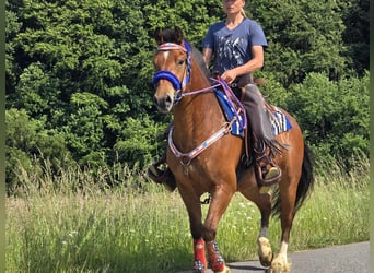 Freiberger, Wałach, 5 lat, 155 cm, Gniada