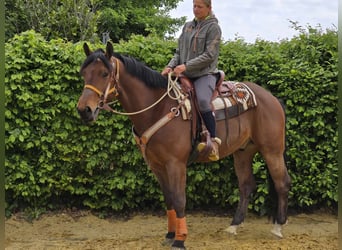 Freiberger, Wałach, 5 lat, 162 cm, Gniada