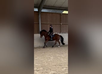 Freiberger, Wałach, 5 lat, 164 cm, Gniada