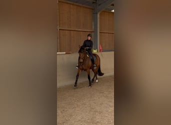 Freiberger, Wałach, 5 lat, 164 cm, Gniada