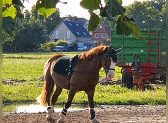 Freiberger Mix, Wałach, 6 lat, 156 cm, Ciemnokasztanowata