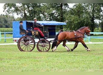 Freiberger, Wałach, 6 lat, 158 cm, Gniada