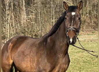 Freiberger, Wałach, 6 lat, 164 cm, Gniada