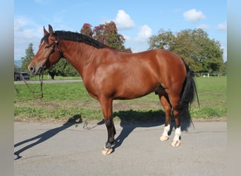 Freiberger, Wałach, 7 lat, 163 cm, Gniada