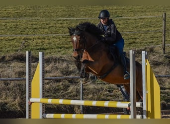 Freiberger Mix, Wałach, 14 lat, 153 cm, Gniada
