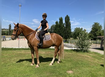 Freiberger, Wałach, 3 lat, 164 cm, Kasztanowata