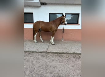 Freiberger, Wałach, 6 lat, 160 cm, Kasztanowata