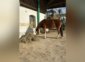 Freiberger, Wałach, 7 lat, 163 cm, Gniada