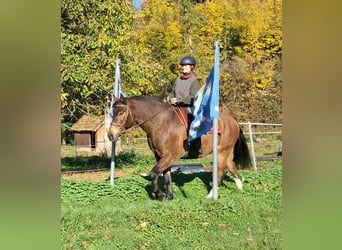 Freiberger, Wallach, 10 Jahre, 160 cm, Brauner