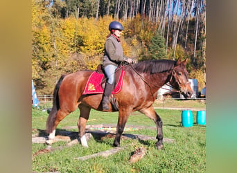 Freiberger, Wallach, 10 Jahre, 160 cm, Brauner