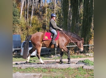 Freiberger, Wallach, 10 Jahre, 160 cm, Brauner