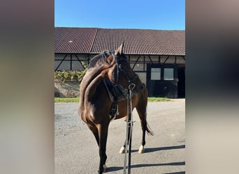 Freiberger, Wallach, 10 Jahre, 163 cm, Brauner
