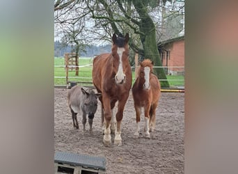 Freiberger, Wallach, 10 Jahre