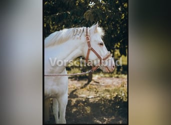 Freiberger, Wallach, 11 Jahre, 158 cm, Schimmel