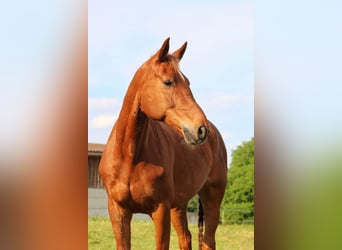 Freiberger Mix, Wallach, 11 Jahre, Fuchs
