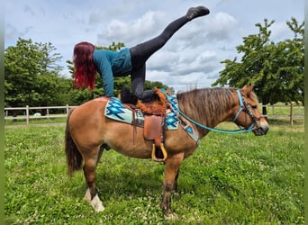Freiberger Mix, Wallach, 12 Jahre, 153 cm, Fuchs