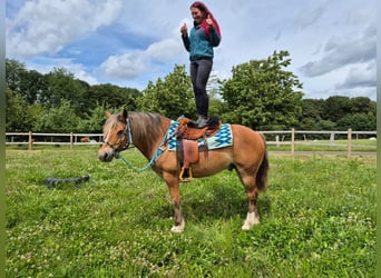 Freiberger Mix, Wallach, 12 Jahre, 156 cm, Fuchs